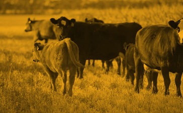 BRAC AI Enterprise Inaugurated Countrywide Mobile Health camp & Veterinary Clinic for Livestock’s 10